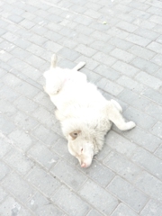 犬