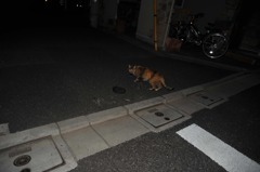 のら