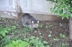 上野のネコ