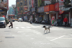 台湾にて、犬