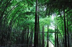 涼しげな風景