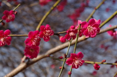 彩り