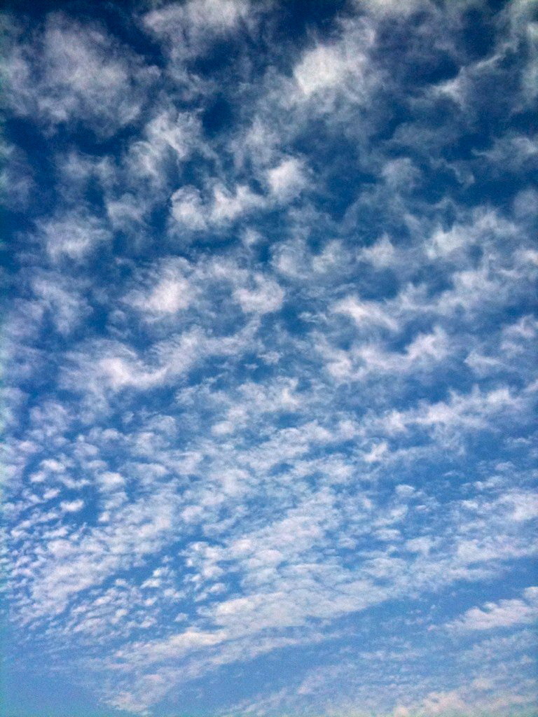 わたがし