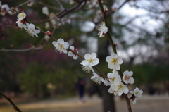 もうすぐ・・・春