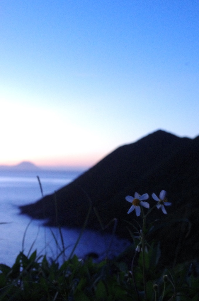 海辺に咲く花