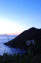 海辺に咲く花