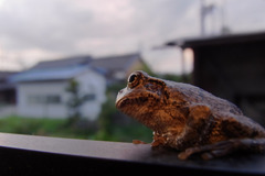 夏の残り香みつめ