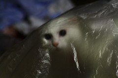 浮かびあがる顔