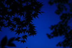 秋にむけて