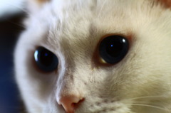 眼差し
