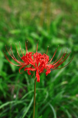 曼珠沙華