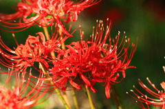 曼珠沙華