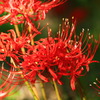 曼珠沙華