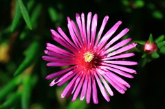 秋の花火