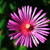秋の花火