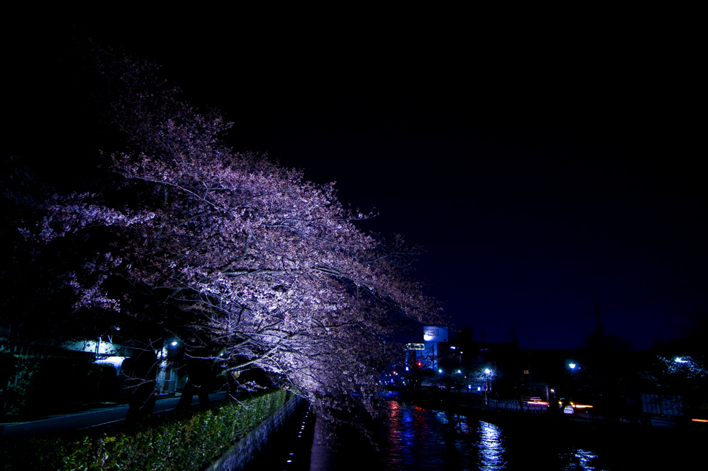 夜桜