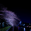 夜桜