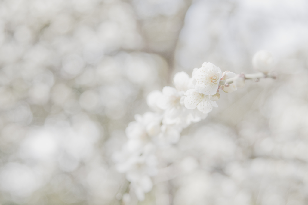 白い春