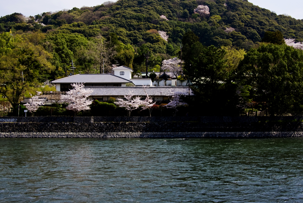 桜のある風景