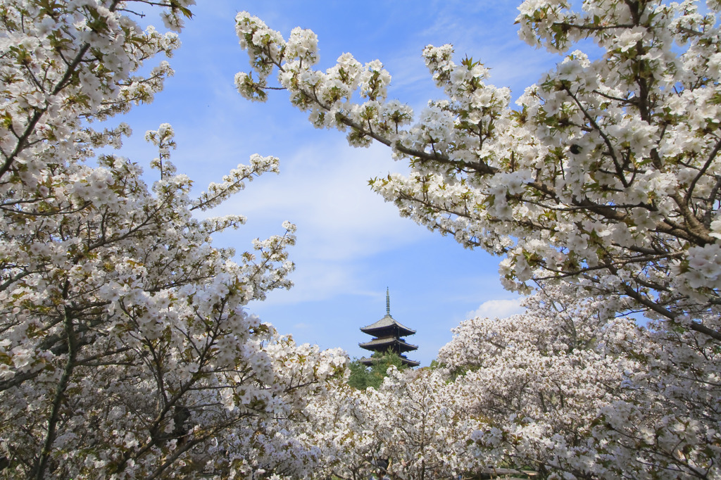 桜満開