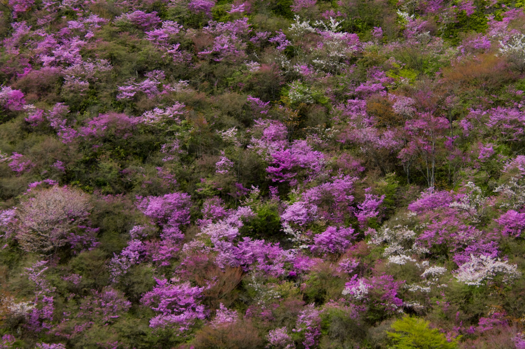 山景