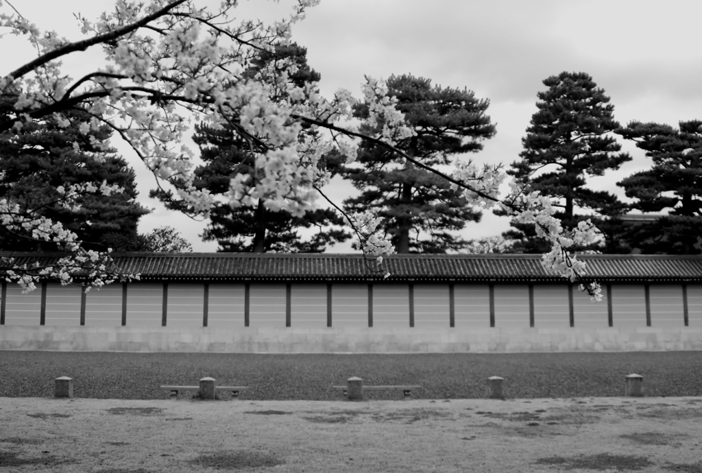 御所桜