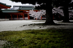 京都桜