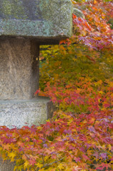 koyo-