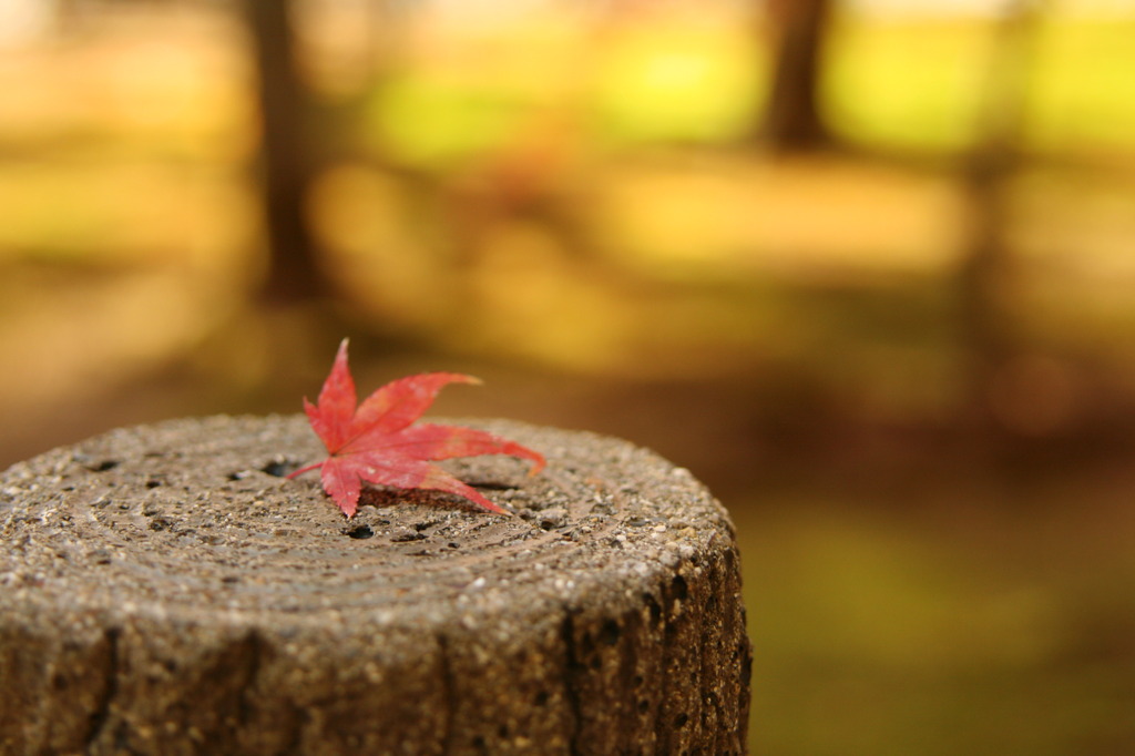 momiji