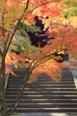 こうよお