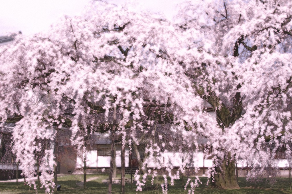 桜の絵画展