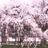桜の絵画展