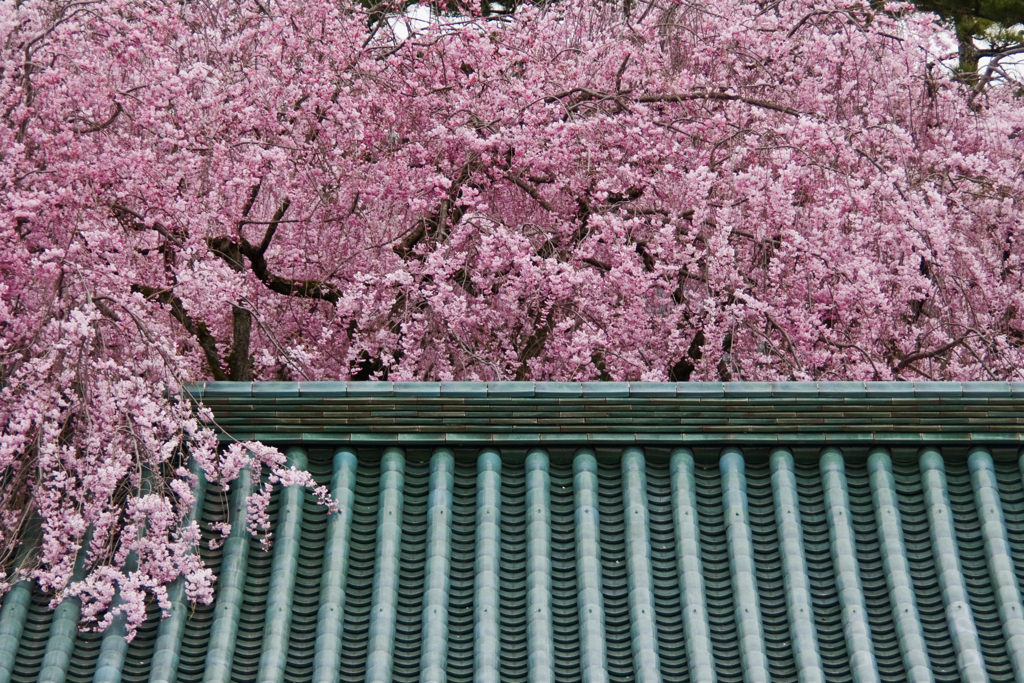 平安神宮