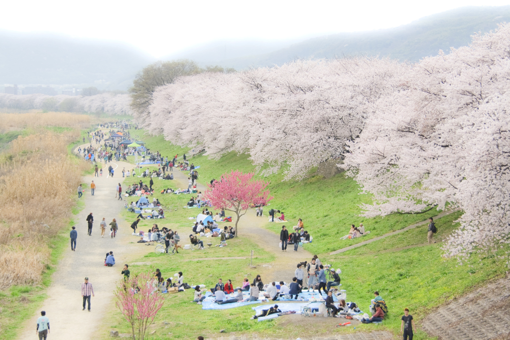 桜のある日