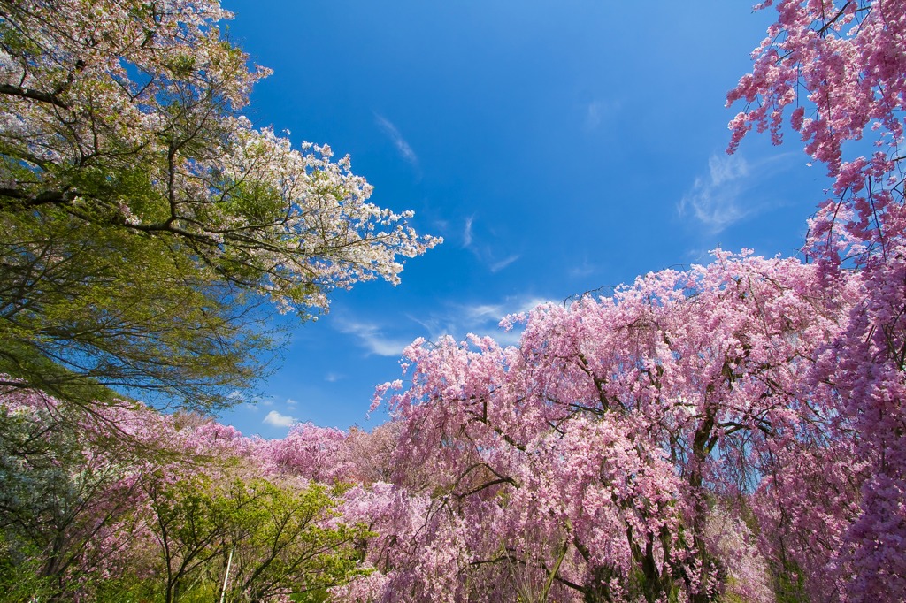 桜の景色
