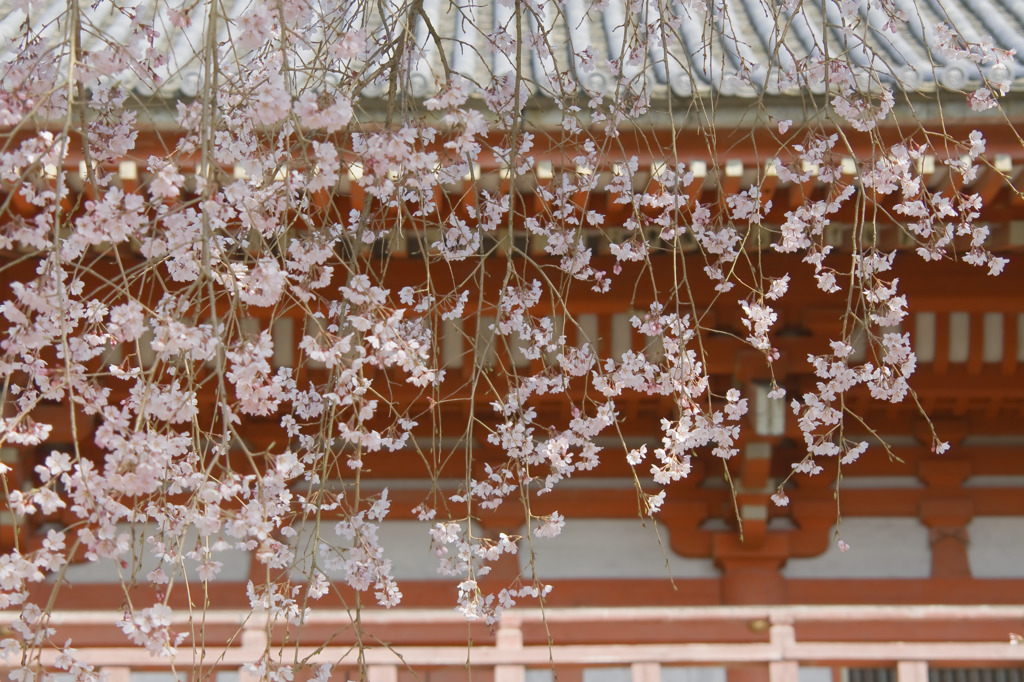 京都の桜