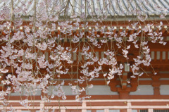 京都の桜