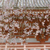 京都の桜