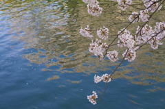 水と桜
