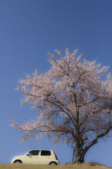 桜と車