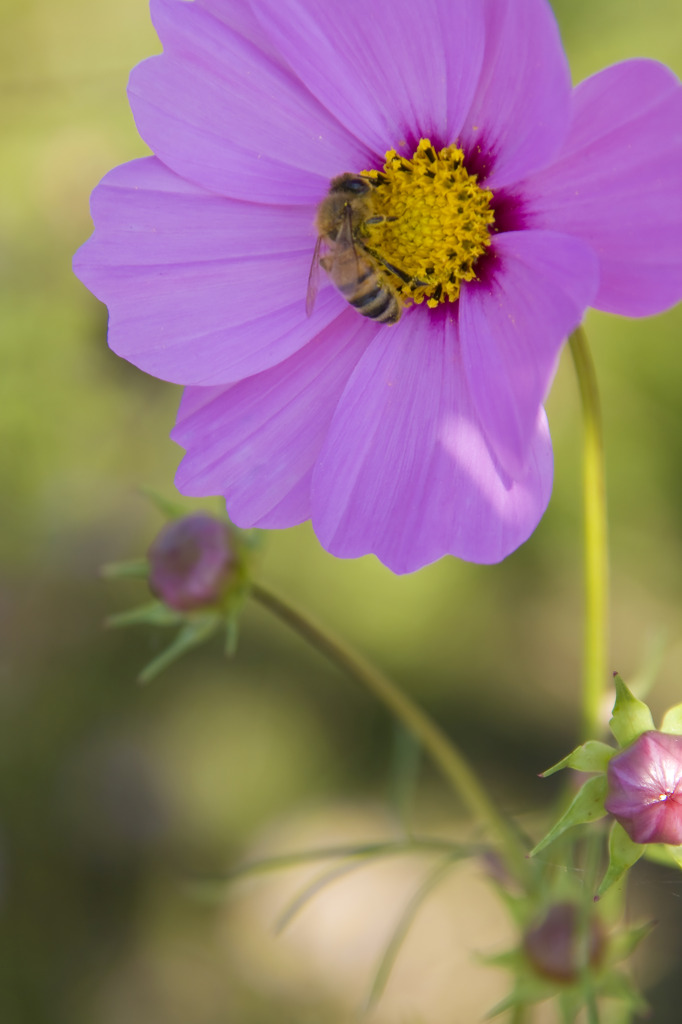 コスモスの花