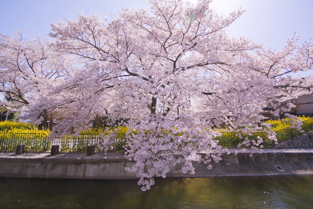 菜の花と桜