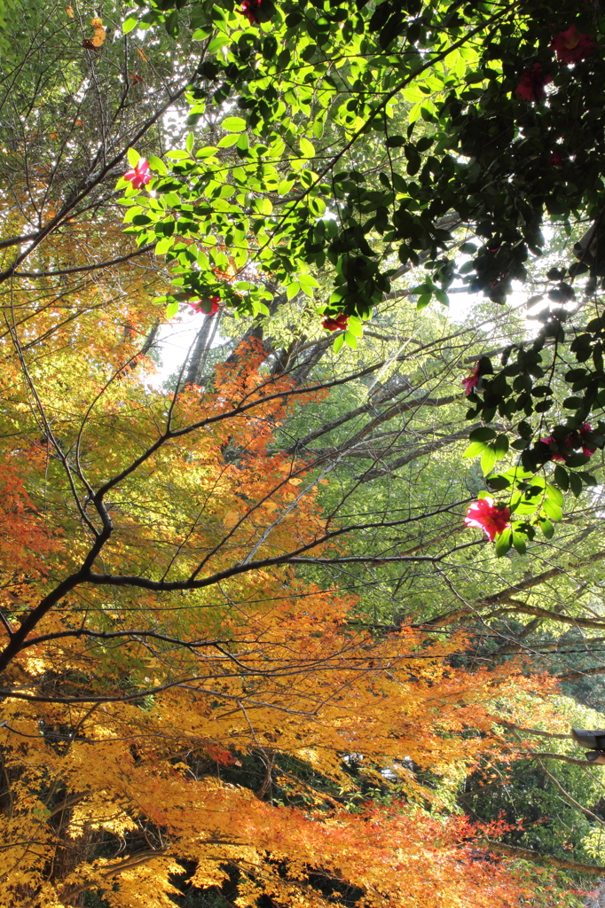 山茶花の咲く境内