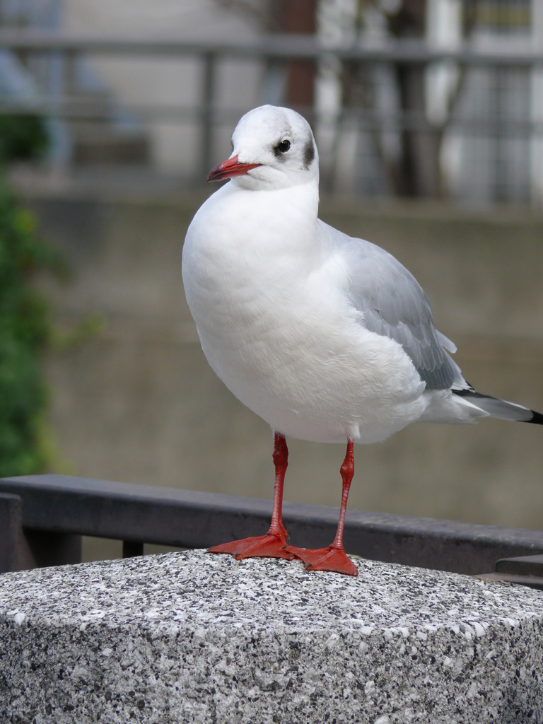 ユリカモメ