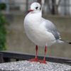 ユリカモメ