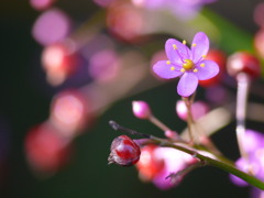 ハゼラン