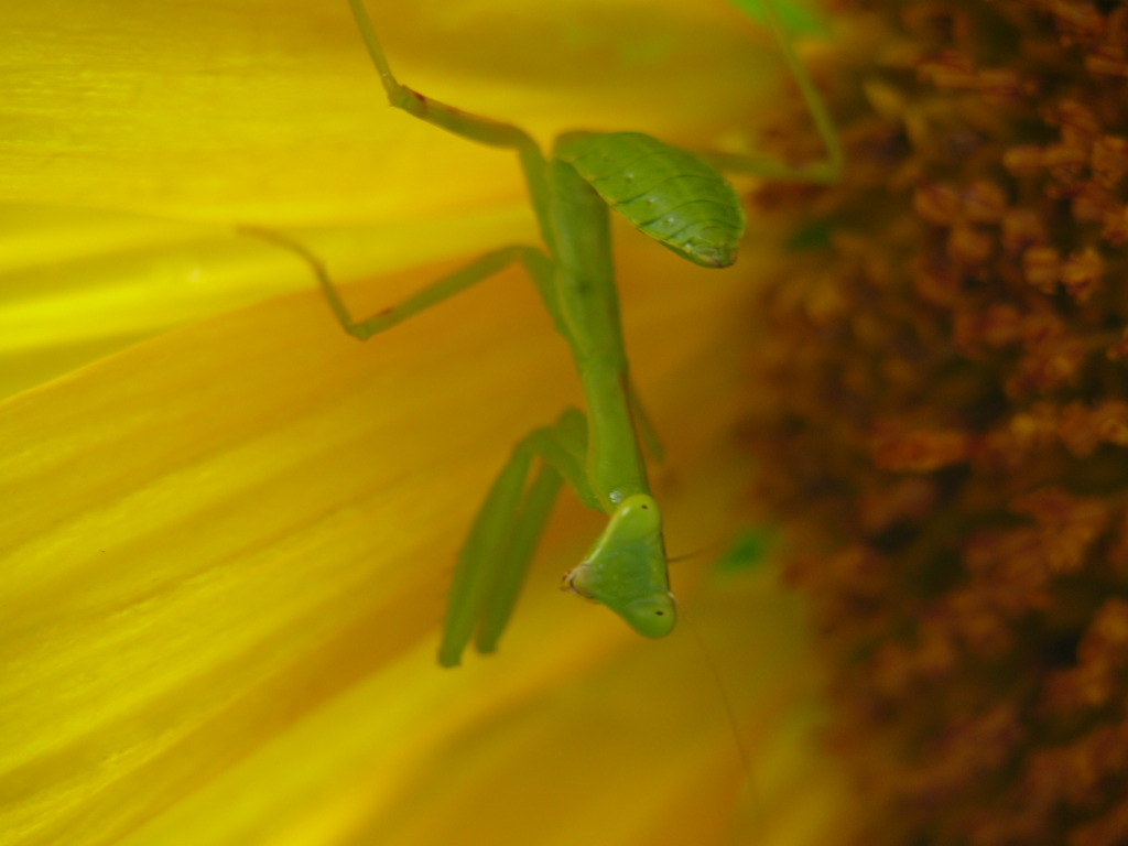 カマキリ