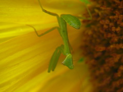 カマキリ