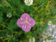 赤花夕化粧