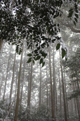 雪が降った日